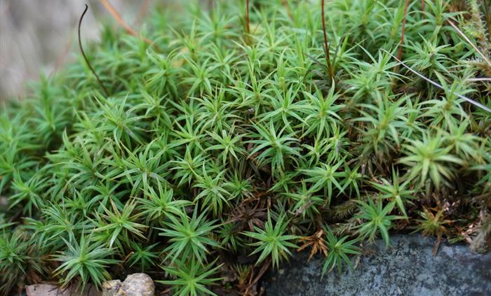 This moss is found growing in the damp atmosphere near the Waterfall